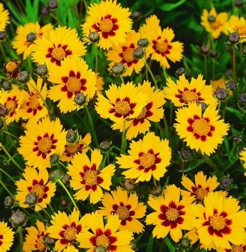 COREOPSIS grandiflora Sonnenkind- кореопсис, жълтичка (1440)